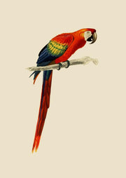 YAY Poster "Parrot" Homeware You Awesome You